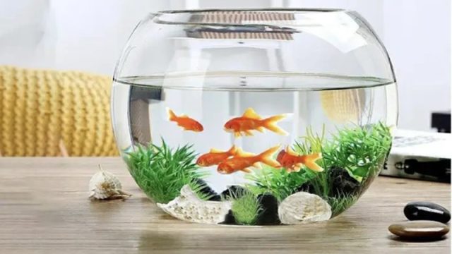 Hướng Dẫn Chọn, Đặt Bể Cá Để Bàn Làm Việc Giúp Sinh Tài Lộc 1 Hướng Dẫn Chọn, Đặt Bể Cá Để Bàn Làm Việc Giúp Sinh Tài Lộc