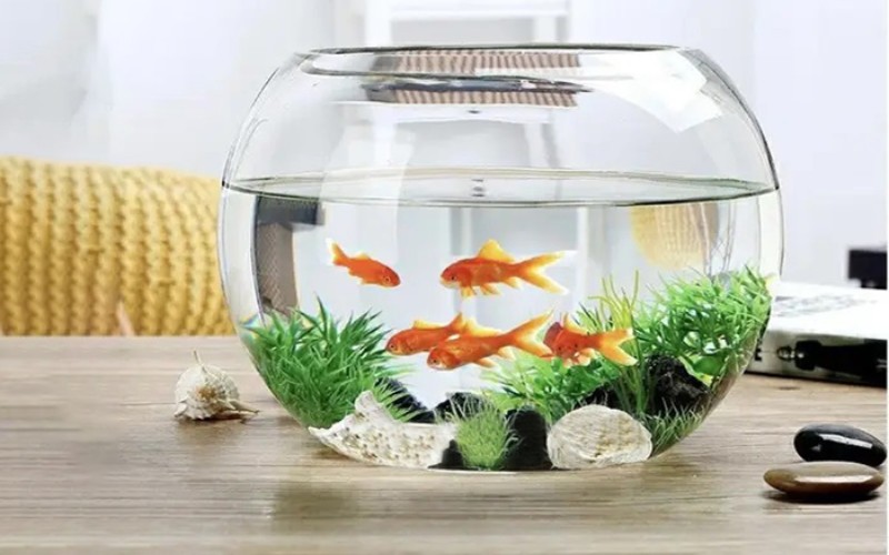Hướng Dẫn Chọn, Đặt Bể Cá Để Bàn Làm Việc Giúp Sinh Tài Lộc 4 Bể cá để bàn làm việc