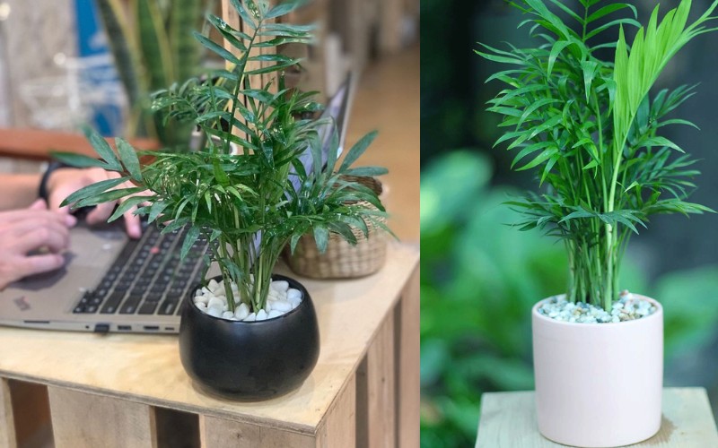 10 Cây Phong Thủy Văn Phòng Hút May Mắn, Thanh Lọc Không Khí 11 Cây phong thủy văn phòng