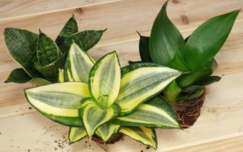 10 Cây Phong Thủy Văn Phòng Hút May Mắn, Thanh Lọc Không Khí 3 Cây phong thủy văn phòng