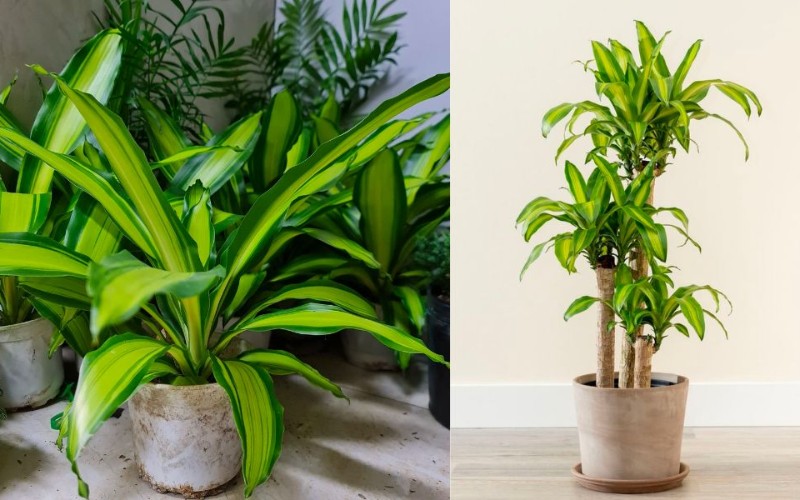 10 Cây Phong Thủy Văn Phòng Hút May Mắn, Thanh Lọc Không Khí 5 Cây phong thủy văn phòng
