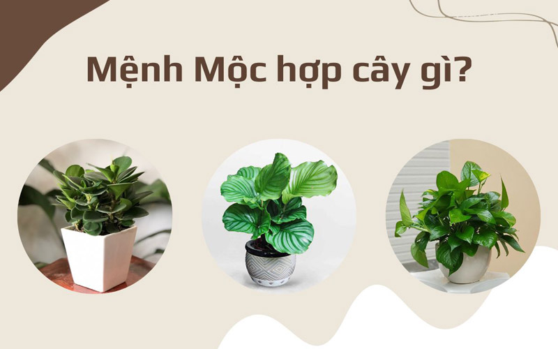 Mệnh Mộc Hợp Cây Gì? 5 Loại Cây Phong Thủy Giúp Thịnh Vượng 2 mệnh mộc