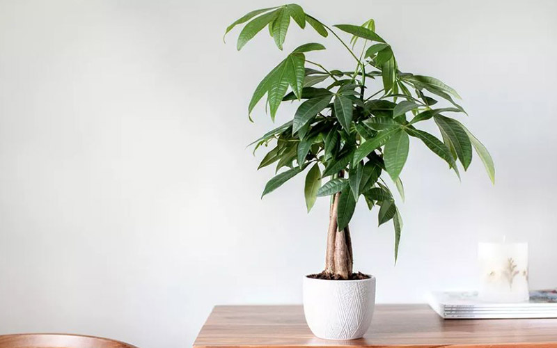 Mệnh Mộc Hợp Cây Gì? 5 Loại Cây Phong Thủy Giúp Thịnh Vượng 3 mệnh mộc