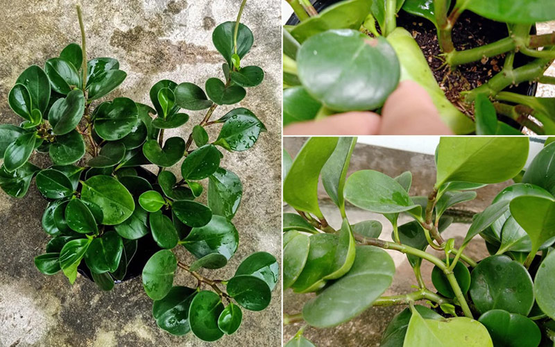 Mệnh Mộc Hợp Cây Gì? 5 Loại Cây Phong Thủy Giúp Thịnh Vượng 5 mệnh mộc