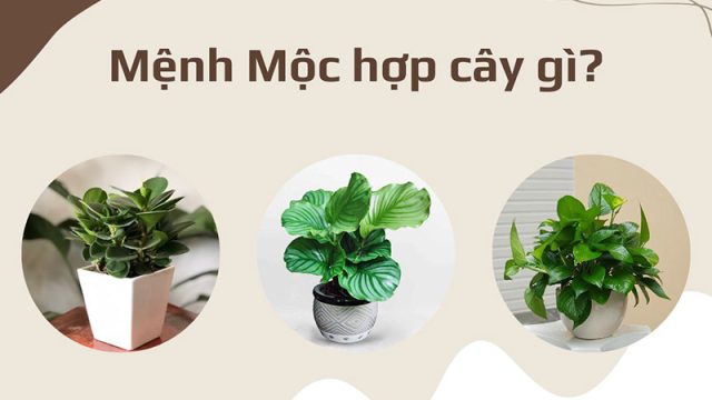 Mệnh Mộc Hợp Cây Gì? 5 Loại Cây Phong Thủy Giúp Thịnh Vượng 8 Mệnh Mộc Hợp Cây Gì? 5 Loại Cây Phong Thủy Giúp Thịnh Vượng