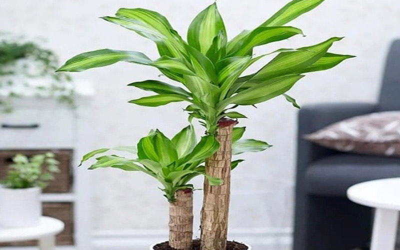 Mệnh Mộc Hợp Cây Gì? 5 Loại Cây Phong Thủy Giúp Thịnh Vượng 7 mệnh mộc