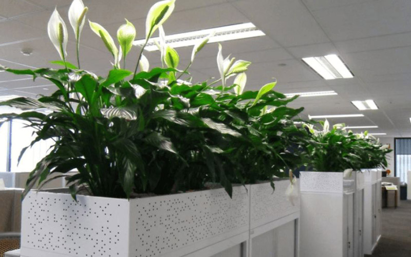 Mệnh Mộc Hợp Cây Gì? 5 Loại Cây Phong Thủy Giúp Thịnh Vượng 9 mệnh mộc