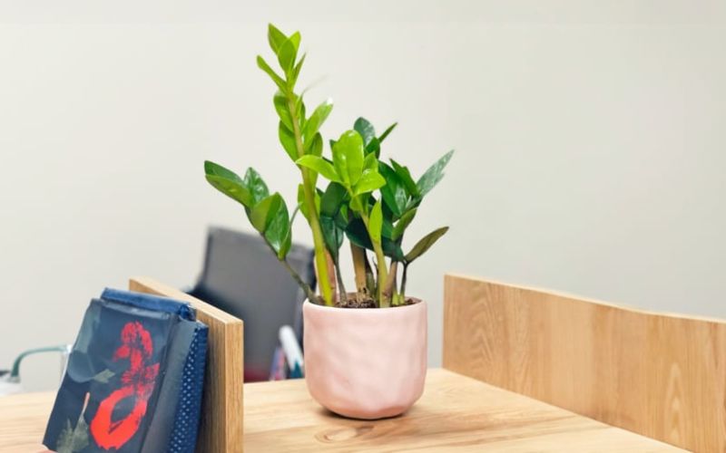 5 Loại Cây Cảnh Để Bàn Văn Phòng Được Ưa Chuộng Nhất 2 cây cảnh để bàn văn phòng