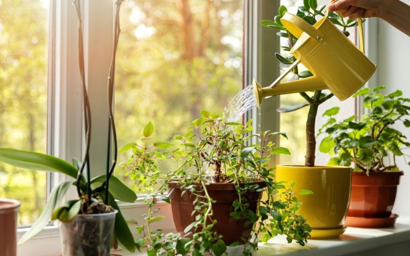 5 Loại Cây Cảnh Để Bàn Văn Phòng Được Ưa Chuộng Nhất 5 cây cảnh để bàn văn phòng