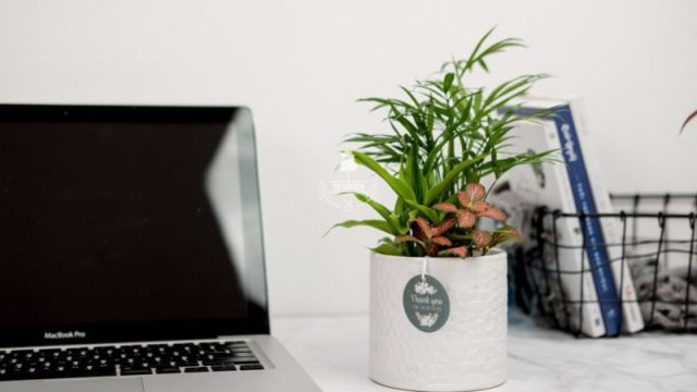 5 Loại Cây Cảnh Để Bàn Văn Phòng Được Ưa Chuộng Nhất 2 5 Loại Cây Cảnh Để Bàn Văn Phòng Được Ưa Chuộng Nhất