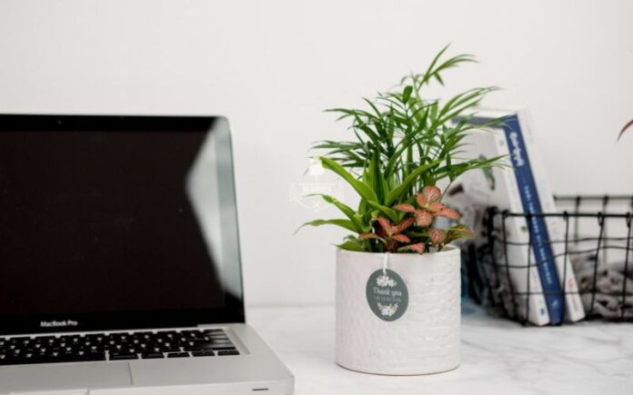 cây cảnh để bàn văn phòng