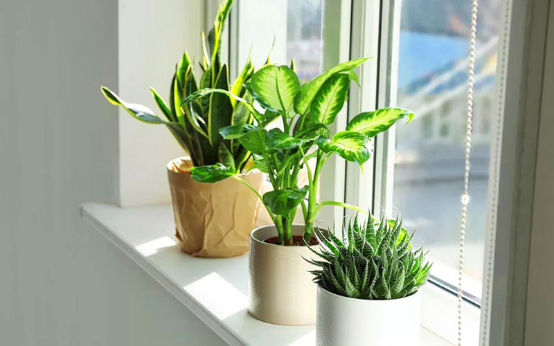 Mệnh Hỏa Nên Thuê Văn Phòng Hướng Nào Để Tài Lộc Vượng Phát? 6 mệnh hỏa