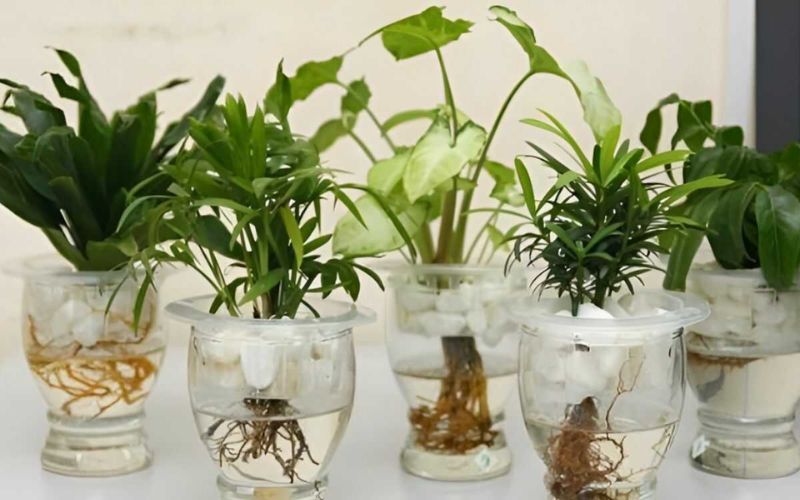 Top 10 Cây Thủy Sinh Văn Phòng Để Bàn Thu Hút May Mắn 5 Cây thủy sinh văn phòng