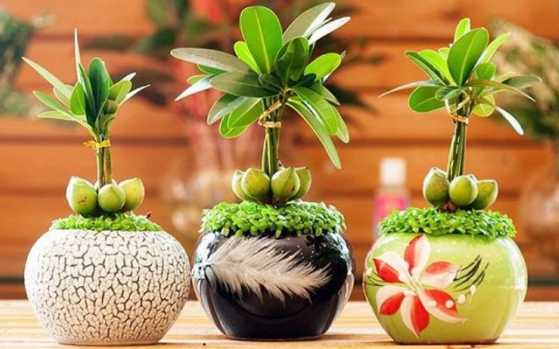 Top 10 Cây Thủy Sinh Văn Phòng Để Bàn Thu Hút May Mắn 14 Cây thủy sinhh văn phòng