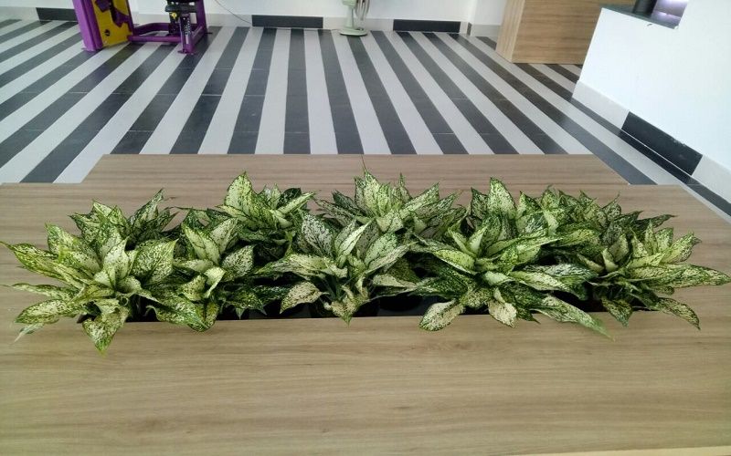 Top 10 Cây Thủy Sinh Văn Phòng Để Bàn Thu Hút May Mắn 7 Cây thủy sinh văn phòng