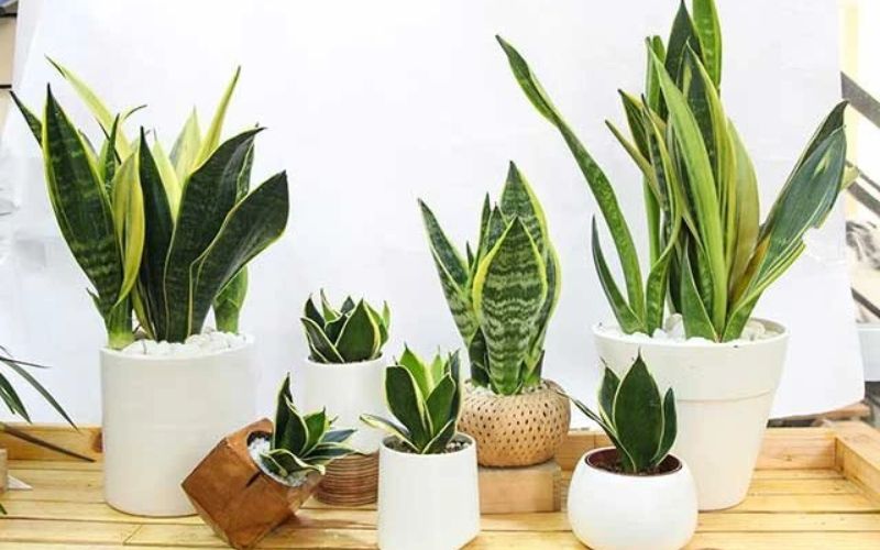 Top 10 Cây Thủy Sinh Văn Phòng Để Bàn Thu Hút May Mắn 8 Cây thủy sinh phong thủy