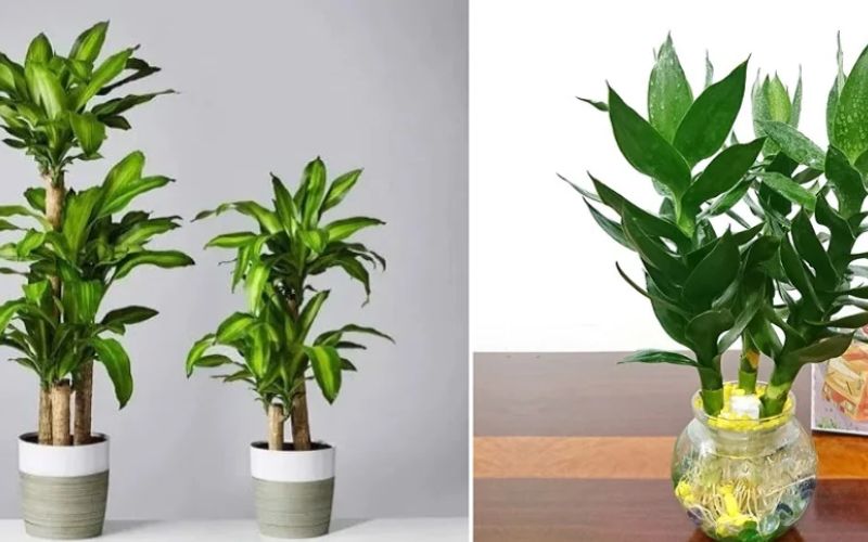 Top 10 Cây Thủy Sinh Văn Phòng Để Bàn Thu Hút May Mắn 11 Cây thủy sinh văn phòng