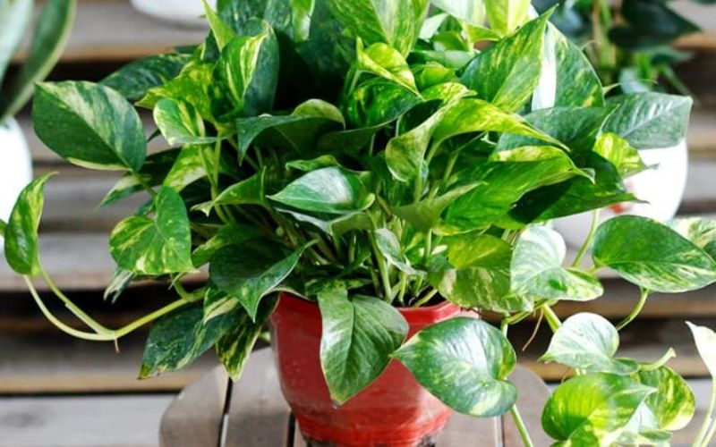 Top 10 Cây Thủy Sinh Văn Phòng Để Bàn Thu Hút May Mắn 10 Cây thủy sinh văn phòng
