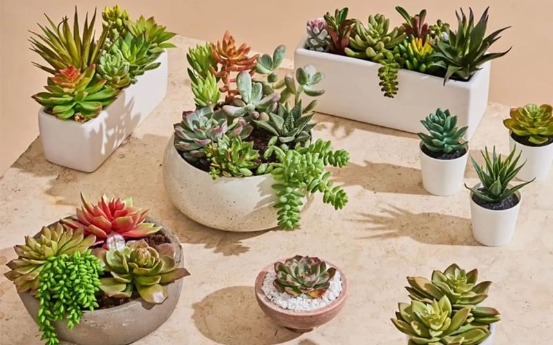 Top 10 Cây Thủy Sinh Văn Phòng Để Bàn Thu Hút May Mắn 12 Cây thủy sinh văn phòng