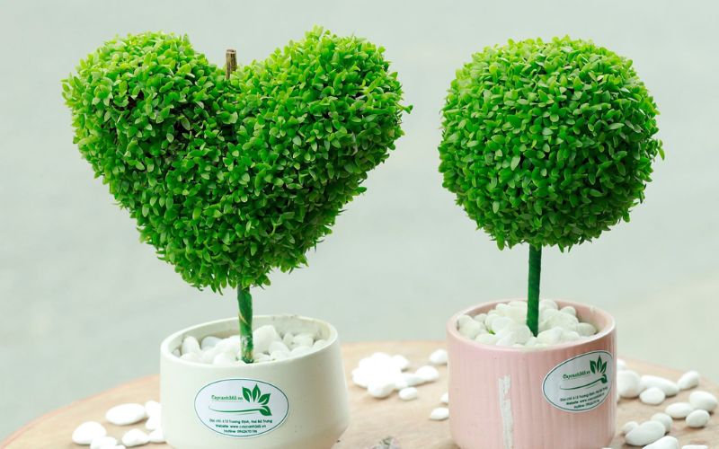 Top 10 Cây Thủy Sinh Văn Phòng Để Bàn Thu Hút May Mắn 13 Cây thủy sinh văn phòng