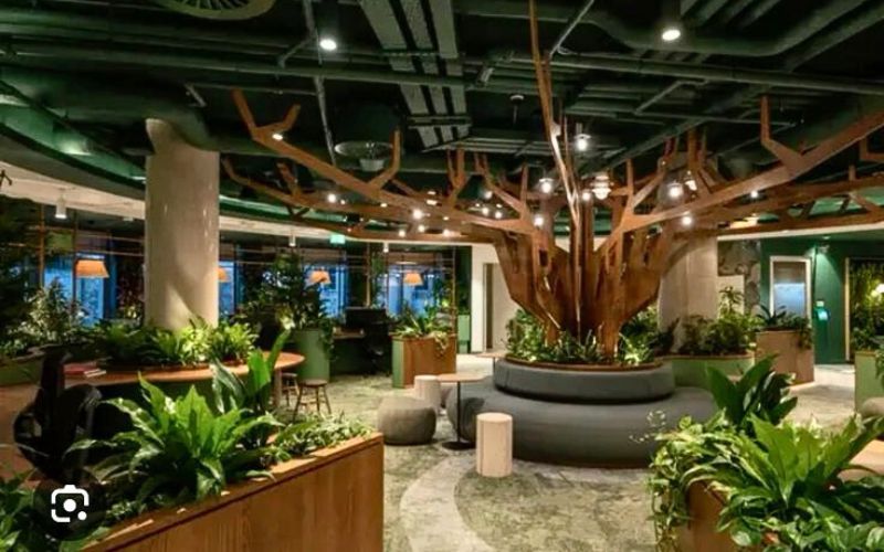 Top 10 Cây Cảnh Chưng Văn Phòng, Dễ Chăm Và Hợp Phong Thủy 2026 8 Cây Cảnh Chưng Văn Phòng
