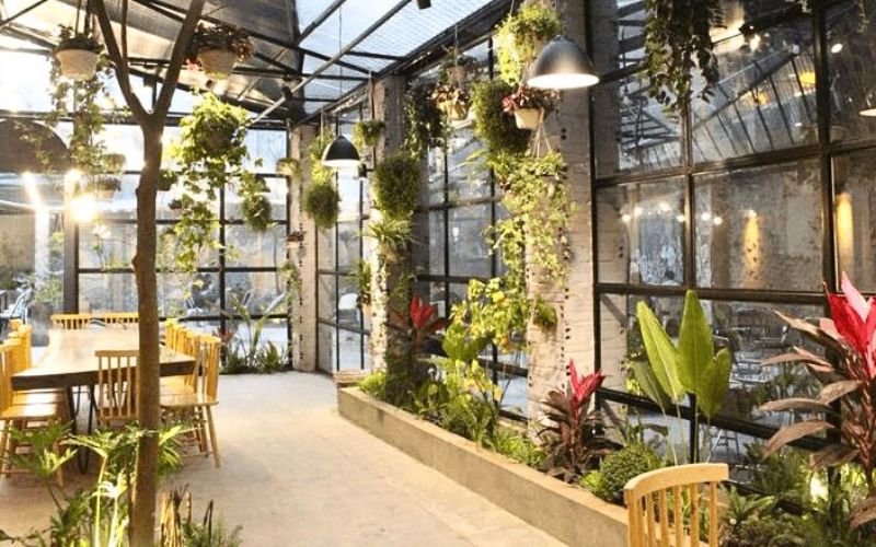 Top 10 Cây Cảnh Chưng Văn Phòng, Dễ Chăm Và Hợp Phong Thủy 2026 9 Cây Cảnh Chưng Văn Phòng