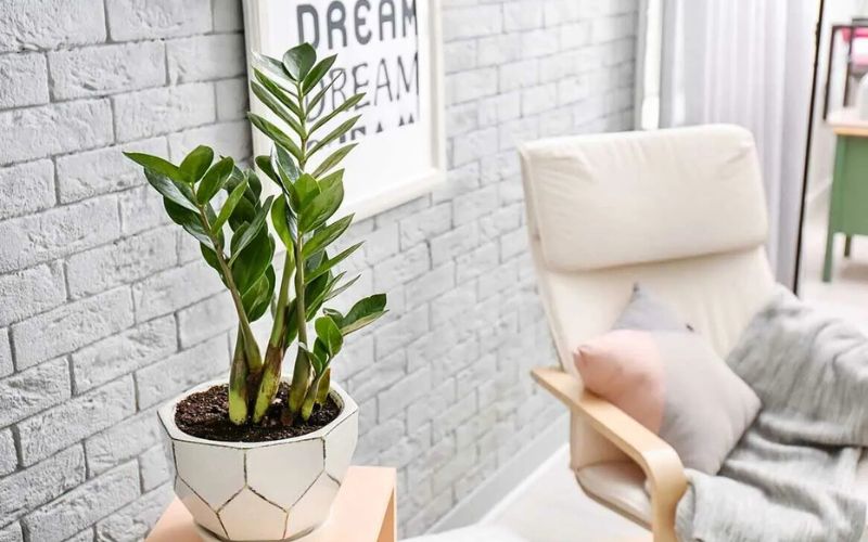 Top 6 Cây Để Văn Phòng Đẹp Được Ưa Chuộng Hiện Nay 6 cây để văn phòng đẹp