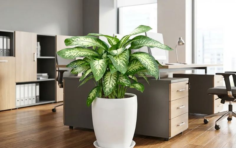 Top 6 Cây Để Văn Phòng Đẹp Được Ưa Chuộng Hiện Nay 7 cây để văn phòng đẹp