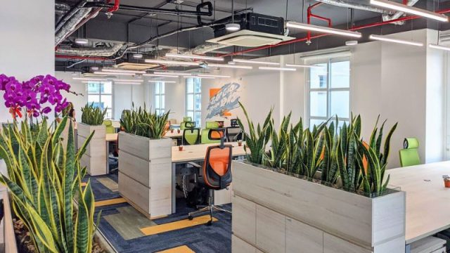 Top Cây Trang Trí Văn Phòng Được Ưa Chuộng Hiện Nay 3 Top Cây Trang Trí Văn Phòng Được Ưa Chuộng Hiện Nay