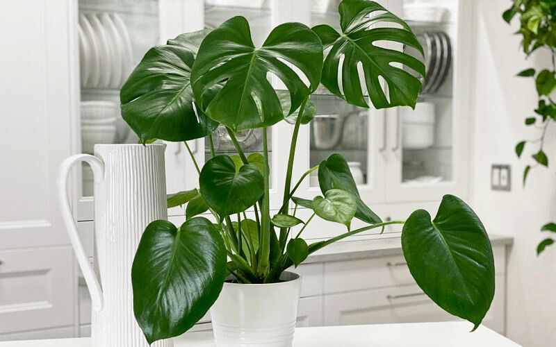 Top Cây Trang Trí Văn Phòng Được Ưa Chuộng Hiện Nay 6 cây trang trí văn phòng