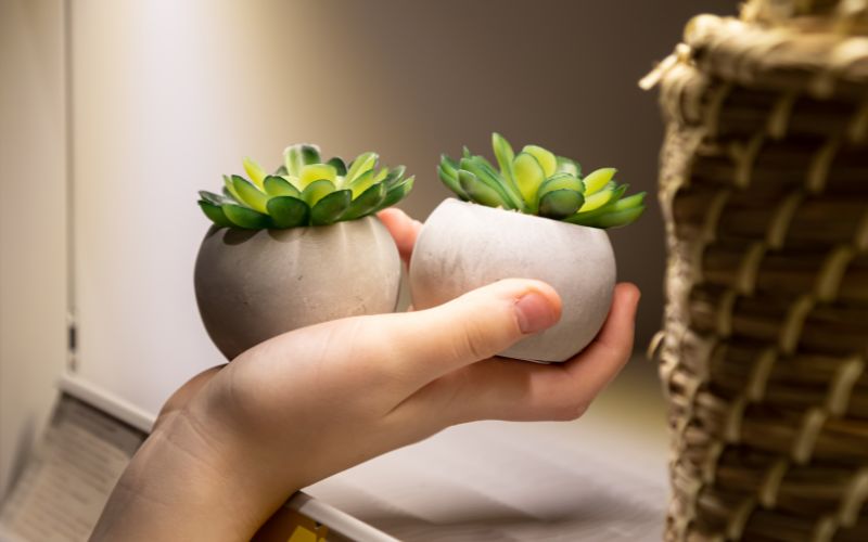 Top Cây Trang Trí Văn Phòng Được Ưa Chuộng Hiện Nay 8 cây trang trí văn phòng
