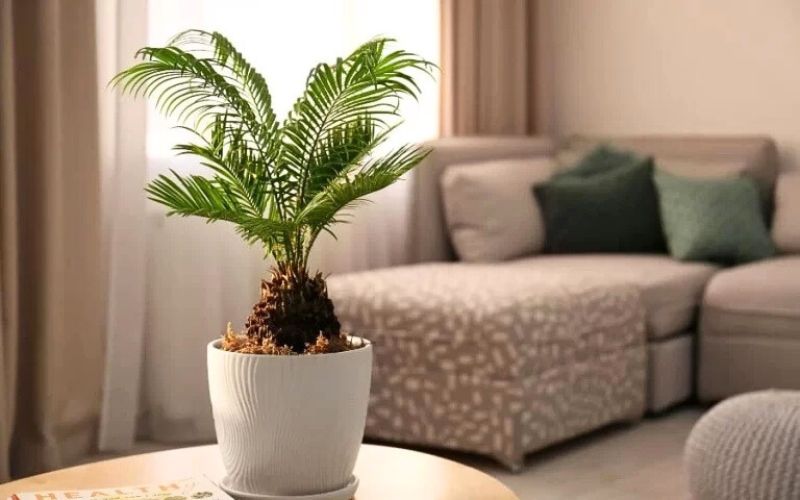 cây trồng trong văn phòng