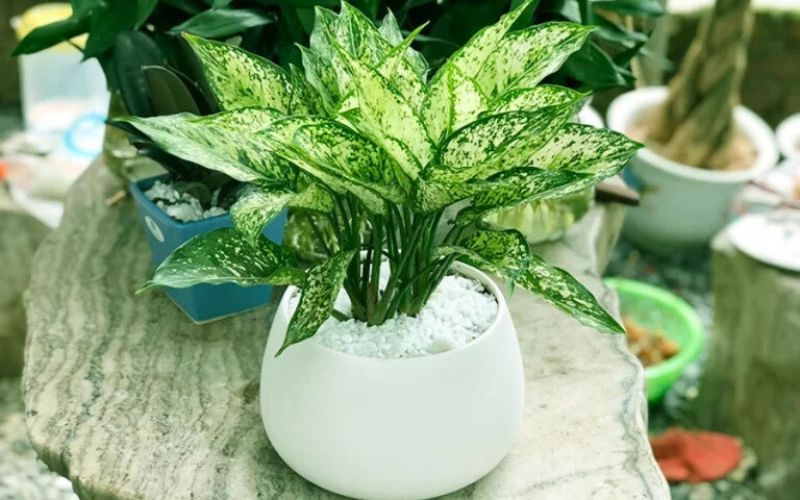 cây trồng trong văn phòng