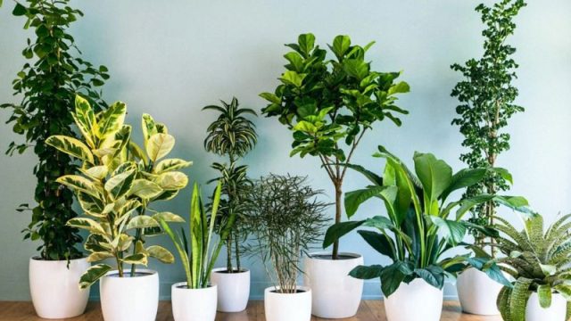 Cây Văn Phòng Hợp Mệnh Thủy Mang Lại May Mắn Và Tài Lộc 5 Cây Văn Phòng Hợp Mệnh Thủy Mang Lại May Mắn Và Tài Lộc