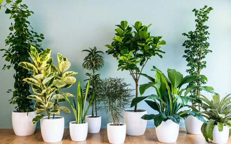 cây văn phòng hợp mệnh Thủy