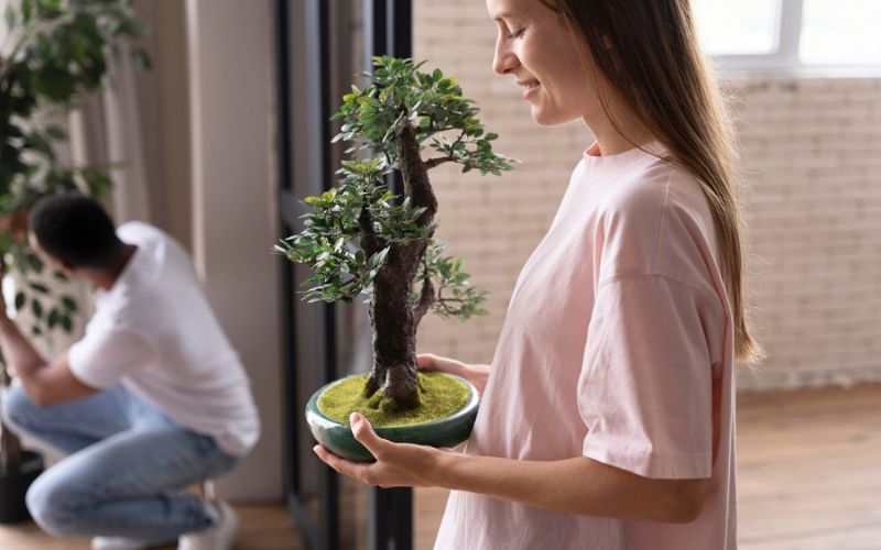 cây văn phòng hợp mệnh thủy