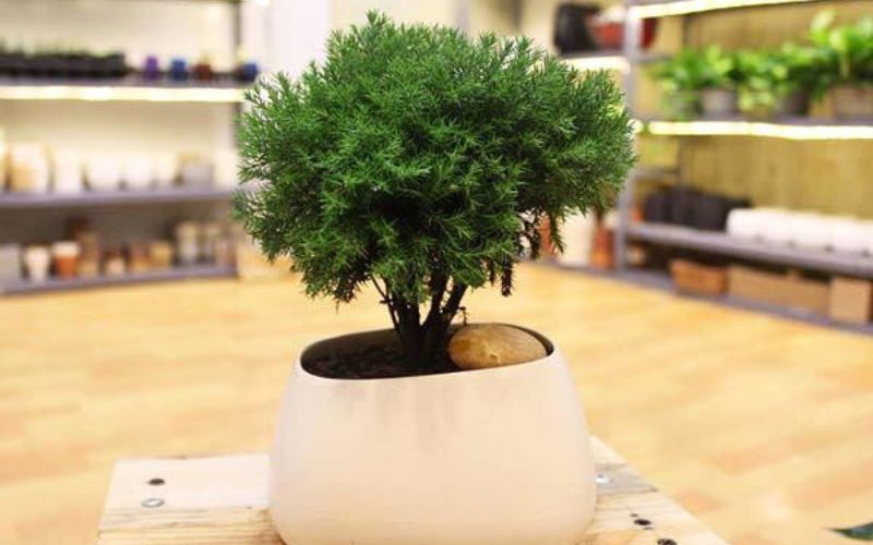 cây văn phòng hợp mệnh thủy