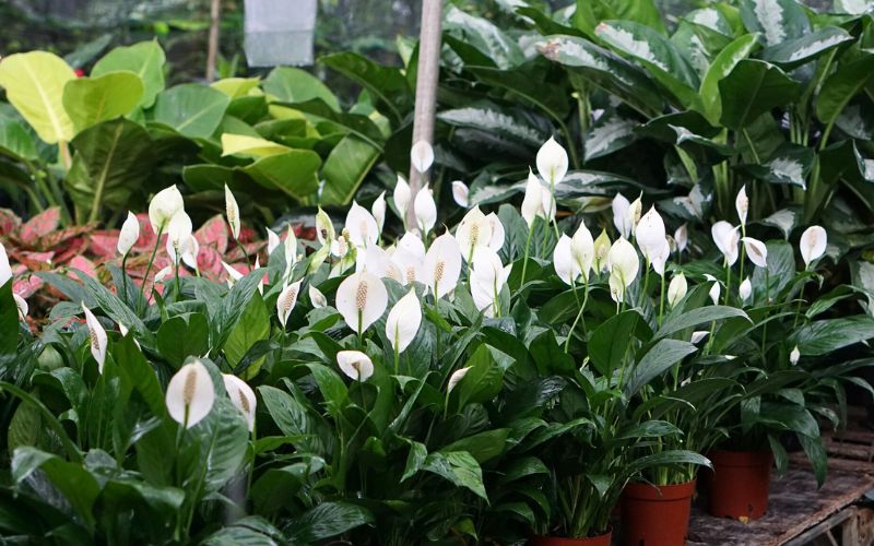 cây văn phòng hợp mệnh thủy